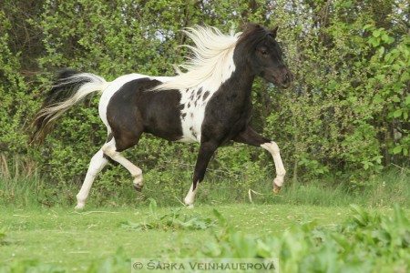 Licentace hřebců a svod klisen a valachů minihorse 11.5.2026